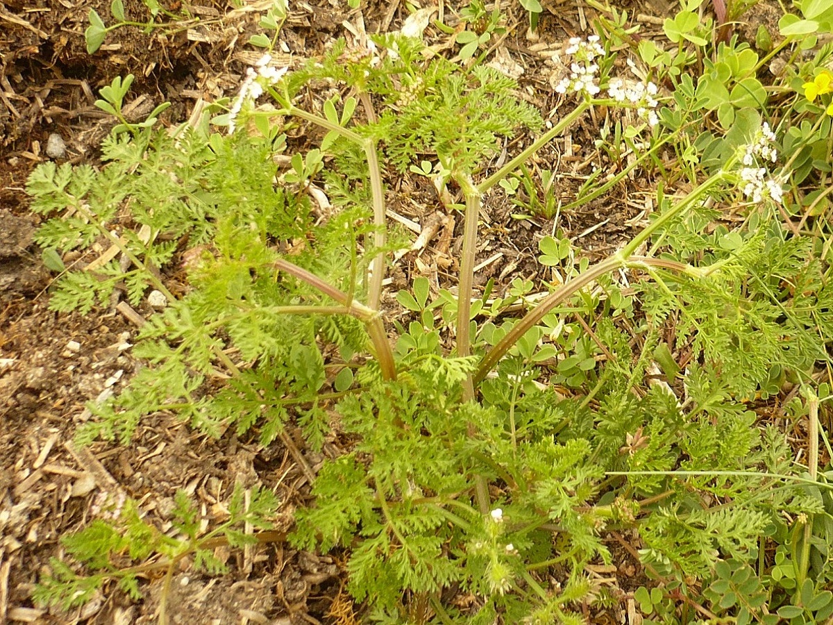 Caucalis platycarpos (Apiaceae)